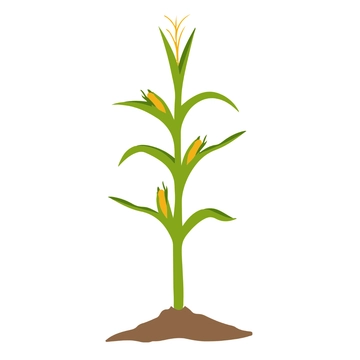 Free Corn Plant Clipart Template to Edit Online