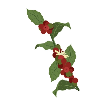 Free Coffee Plant Clipart Template to Edit Online