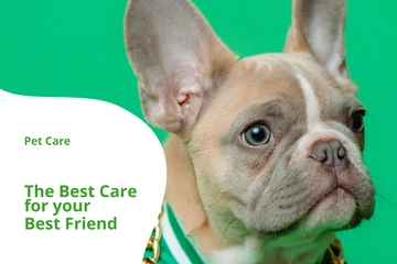 Free Pet Care Postcard Template to Edit Online