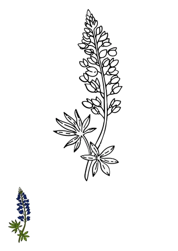 Free Bluebonnet Flower Coloring Page Template to Edit Online