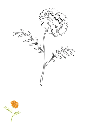 Free Marigold Flower Coloring Page Template to Edit Online