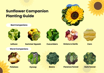 Free Sunflower Companion Planting Chart Template to Edit Online
