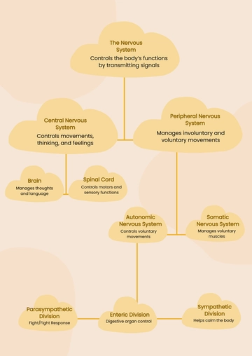 Free The Nervous System Chart Template to Edit Online