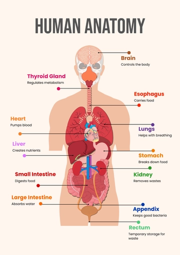 Free Human Anatomy Chart Template to Edit Online