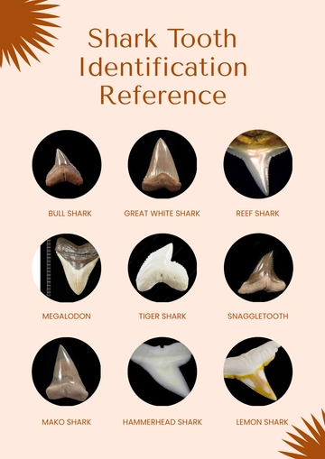 Free Shark Teeth Chart Template to Edit Online