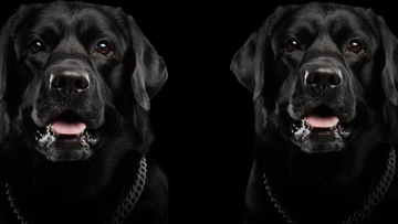 Free black lab background to Edit Online