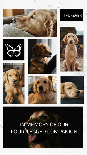 Free Pet Memorial Photo Collage Template to Edit Online