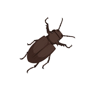 Free Beetle Insect Clipart to Edit Online