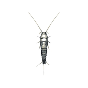 Free Silverfish Insect Clipart to Edit Online
