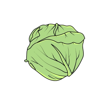 Free Cabbage Clipart to Edit Online