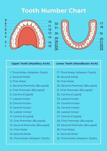Free Tooth Number Chart Template to Edit Online