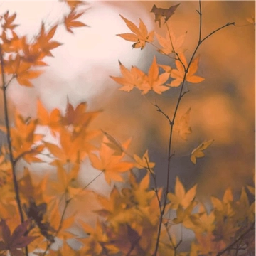 Free Autumn Leaves Overlay Clipart to Edit Online