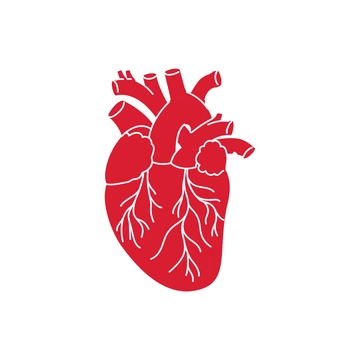 Free Realistic Heart Clipart to Edit Online