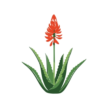 Free Aloe Vera Plant Clipart to Edit Online
