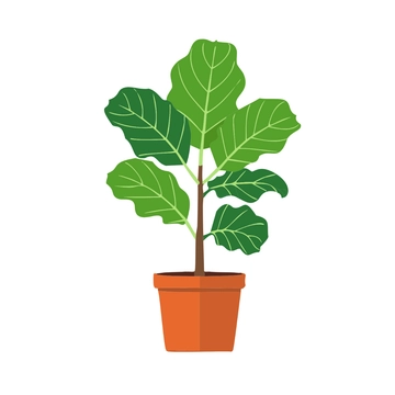 Free Fiddle Leaf Fig Plant Clipart to Edit Online