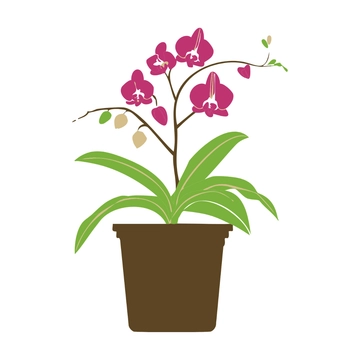 Free Orchid Plant Clipart to Edit Online