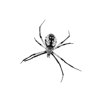 Free Realistic Spider Clipart to Edit Online