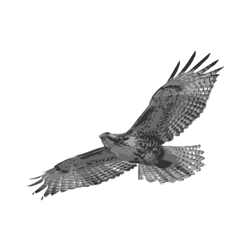 Free Eagle with Wings Spread Clipart to Edit Online