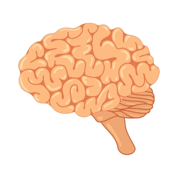 Free Realistic Brain Clipart to Edit Online