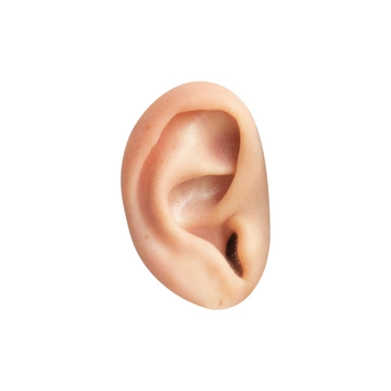 Free Realistic Ear Clipart to Edit Online