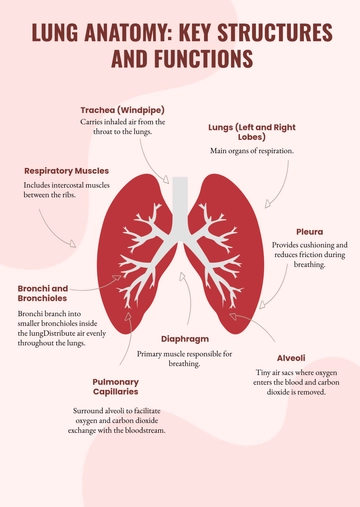 Free Lung Medical Anatomy Infographic Template to Edit Online