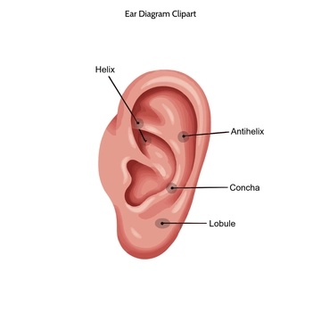 Free Ear Diagram Clipart to Edit Online