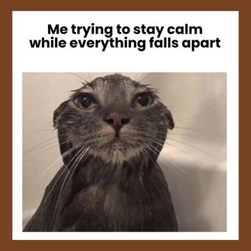 Wet Cat Meme Template to Download