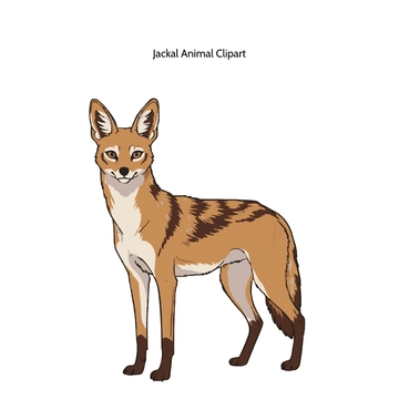 Free Jackal Animal Vector Clipart (PNG, SVG) to Edit Online