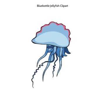 Free Bluebottle Jellyfish Vector Clipart (PNG, SVG) to Edit Online