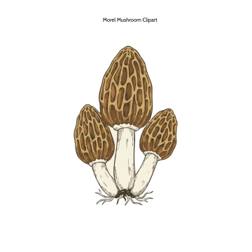 Free Morel Mushroom Clipart Template to Edit Online