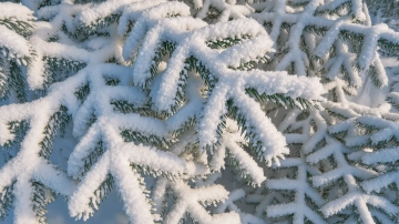 Free Snowy Trees Texture Template to Edit Online