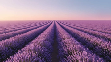 Free Lavender Field Horizon Nature Background  Template to Edit Online