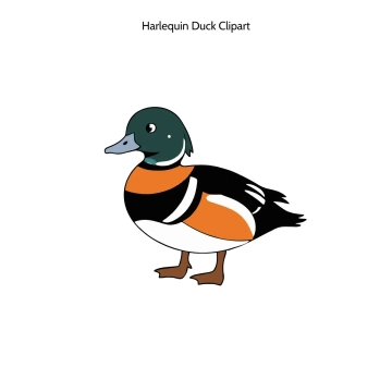 Free Harlequin Duck Vector Clipart (PNG, SVG) to Edit Online