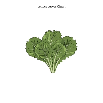 Free Gum Leaves Vector Clipart (PNG, SVG) to Edit Online