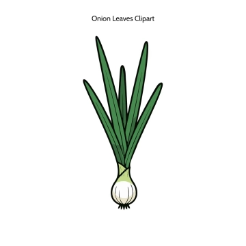Free Onion Leaves Vector Clipart (PNG, SVG) to Edit Online