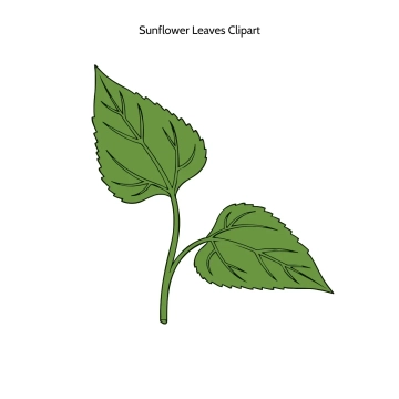 Free Sunflower Leaves Vector Clipart (PNG, SVG) to Edit Online