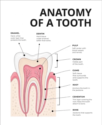 Free Teeth Anatomy Template to Edit Online