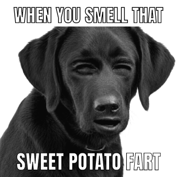 Free Dog Meme to Edit Online