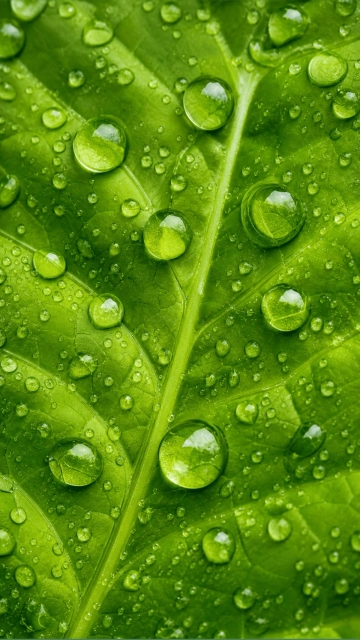 Free Green Wallpaper Template to Edit Online