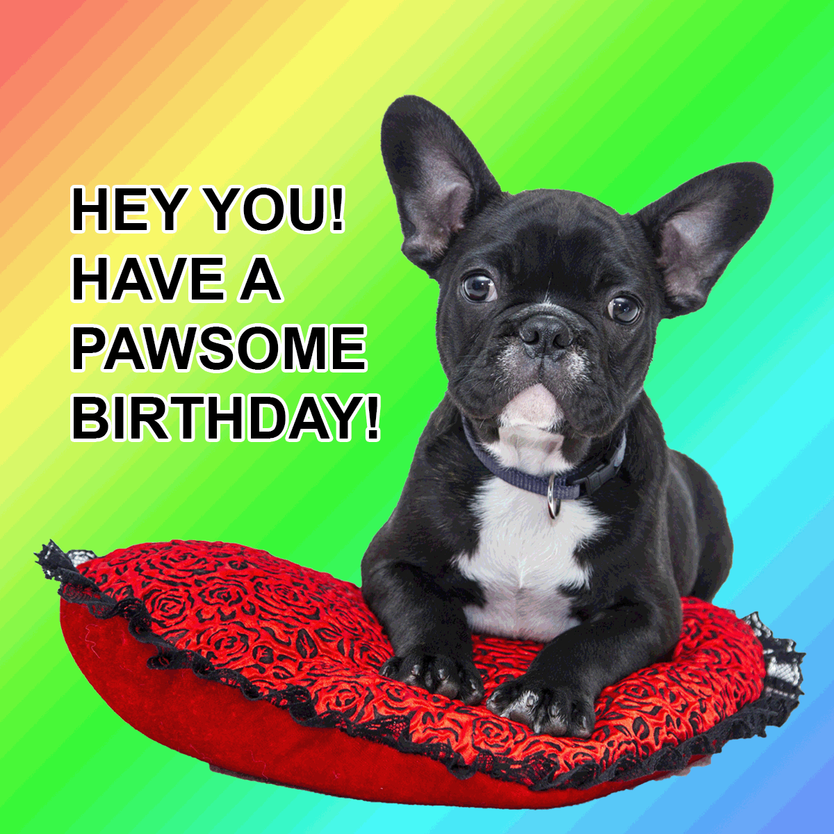 Dog Happy Birthday Meme