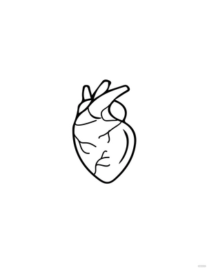 Simple Anatomical Heart Drawing