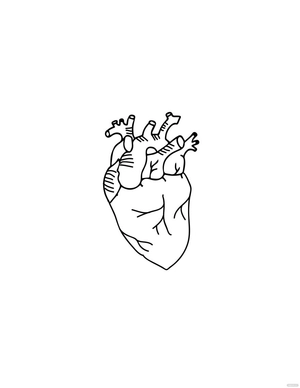 Anatomical Heart Drawing Outline