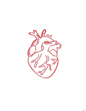Red Anatomical Heart Drawing