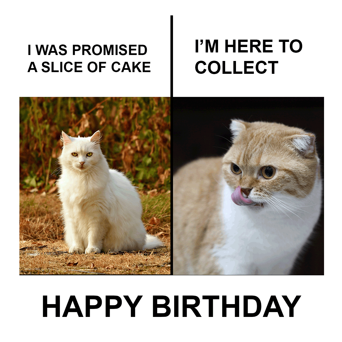 Funny Happy Birthday Cat Meme