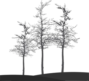 Dead Pine Tree Silhouette