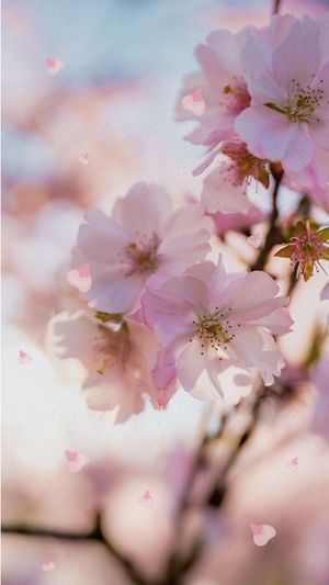 Photography iPhone Background