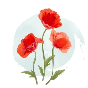 Poppy Flower Watercolor Illustration