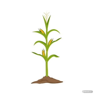 Corn Plant Vector