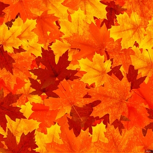 Autumn Texture Vector