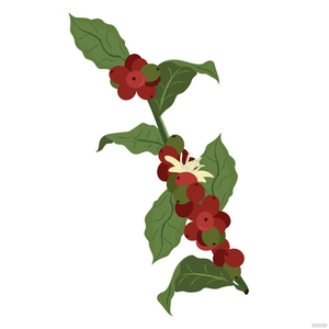 Coffee Plant Vector